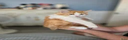 Mixed Breed cats for sale: 8 fluffy kittens ready for their new homes  - Advert 6