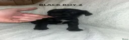 Miniature Schnauzer dogs for sale: 4 Beautiful KC Registered Puppies – 1 Girl, 3 Boys - Advert 18
