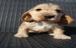 Cocker Spaniel dogs for sale: Gorgeous simbawood cocker spaniel 1 boy 1 girl  - Image 3