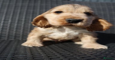 Cocker Spaniel dogs - Advert 7