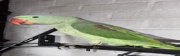 Parakeets birds for sale: ALEXANDRINE PARROT 15 MONTH in Iver - Advert 3