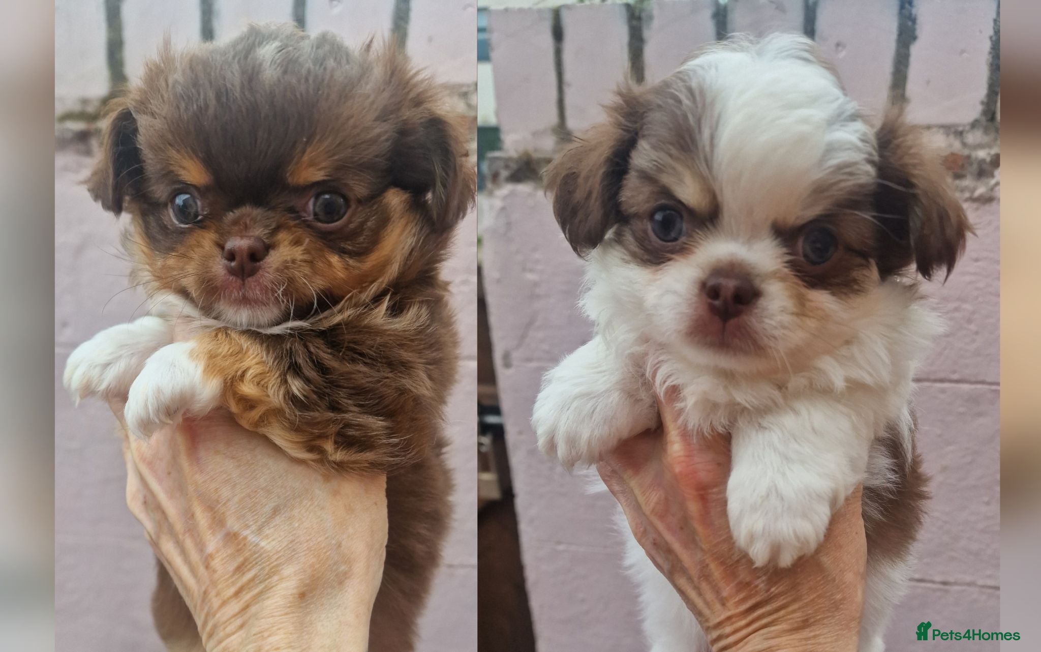Chihuahua dogs  Long Coat KC CHI pups 1 BOY & 1 GIRL - Advert 18