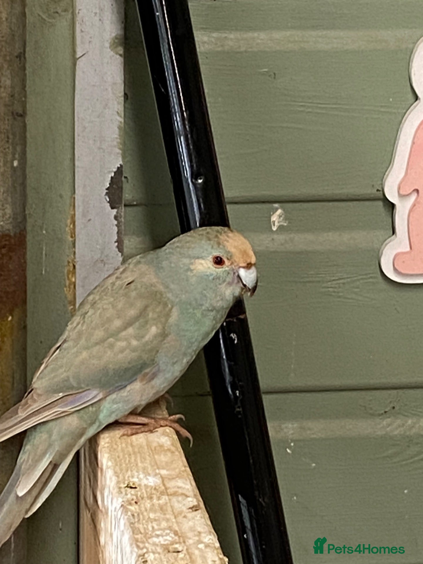 Parakeets birds Teal Kakariki male - Advert 6