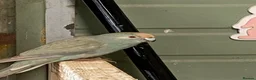 Parakeets birds for sale: Teal Kakariki male in Morpeth - Advert 1