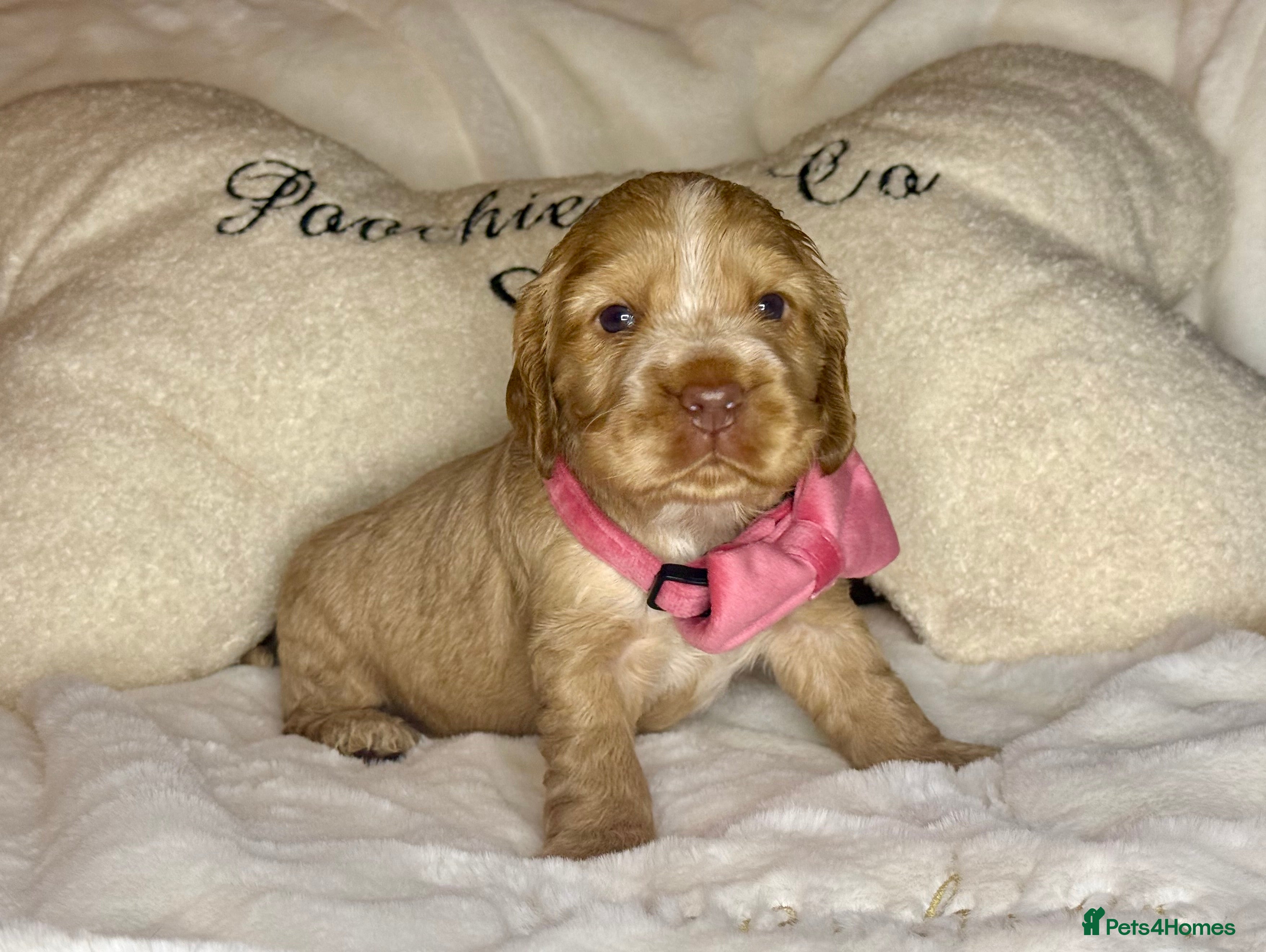 Cocker Spaniel dogs SHOW COCKER SPANIEL PUPPIES - FULLY HEALTH TESTED  - Advert 11