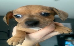 Chiweenie dogs for sale: 6 golden brown/whitecheweenies available  - Image 14