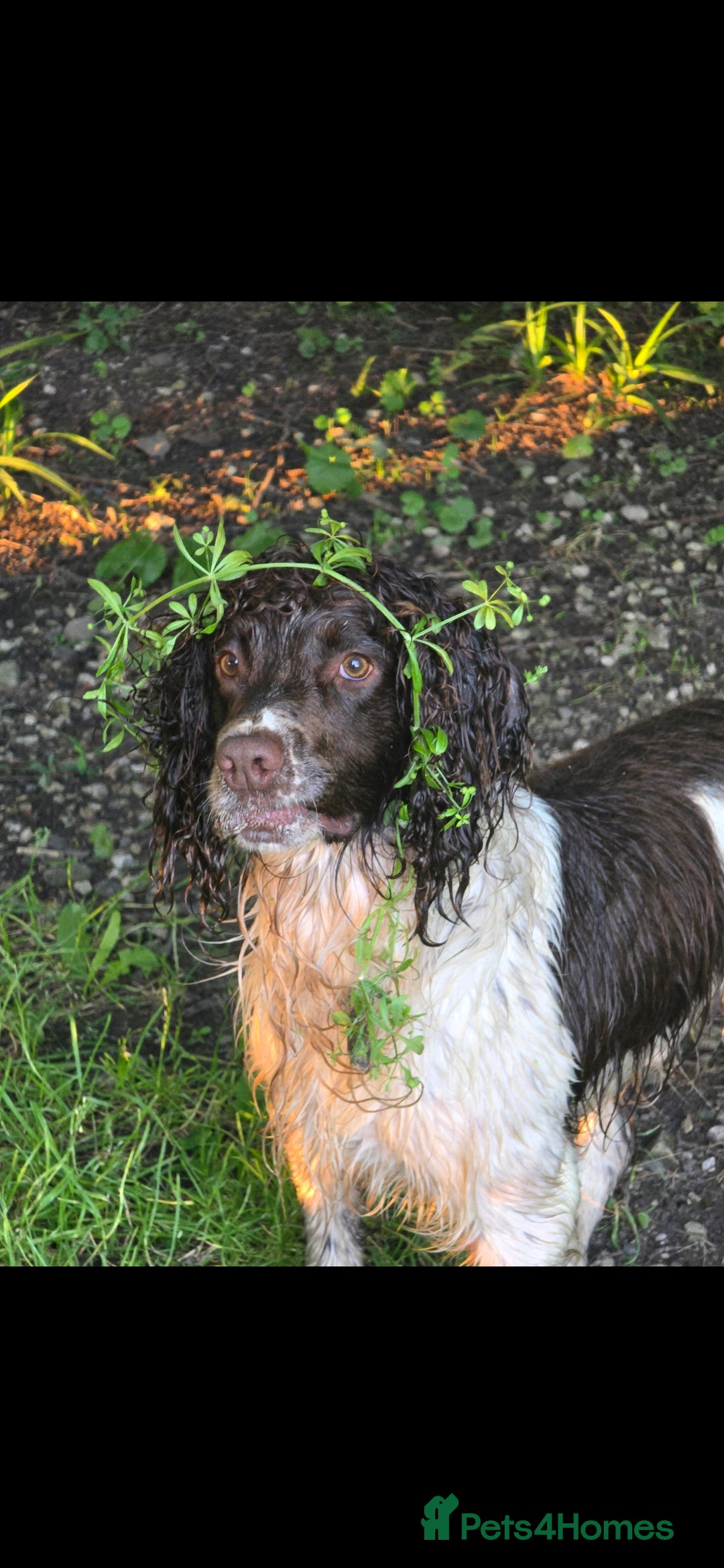 English Springer Spaniel dogs for stud: KC- HEALTH TESTED - STUD SPRINGER SPANIEL  - Advert 4