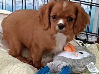Cavalier King Charles Spaniel dogs Cavalier king charles Pedigree reg health tested - Advert 4