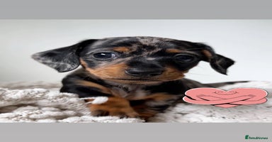 Miniature Dachshund dogs gorgeous dachshund puppy(1girl left)🐶🐾  - Advert 11