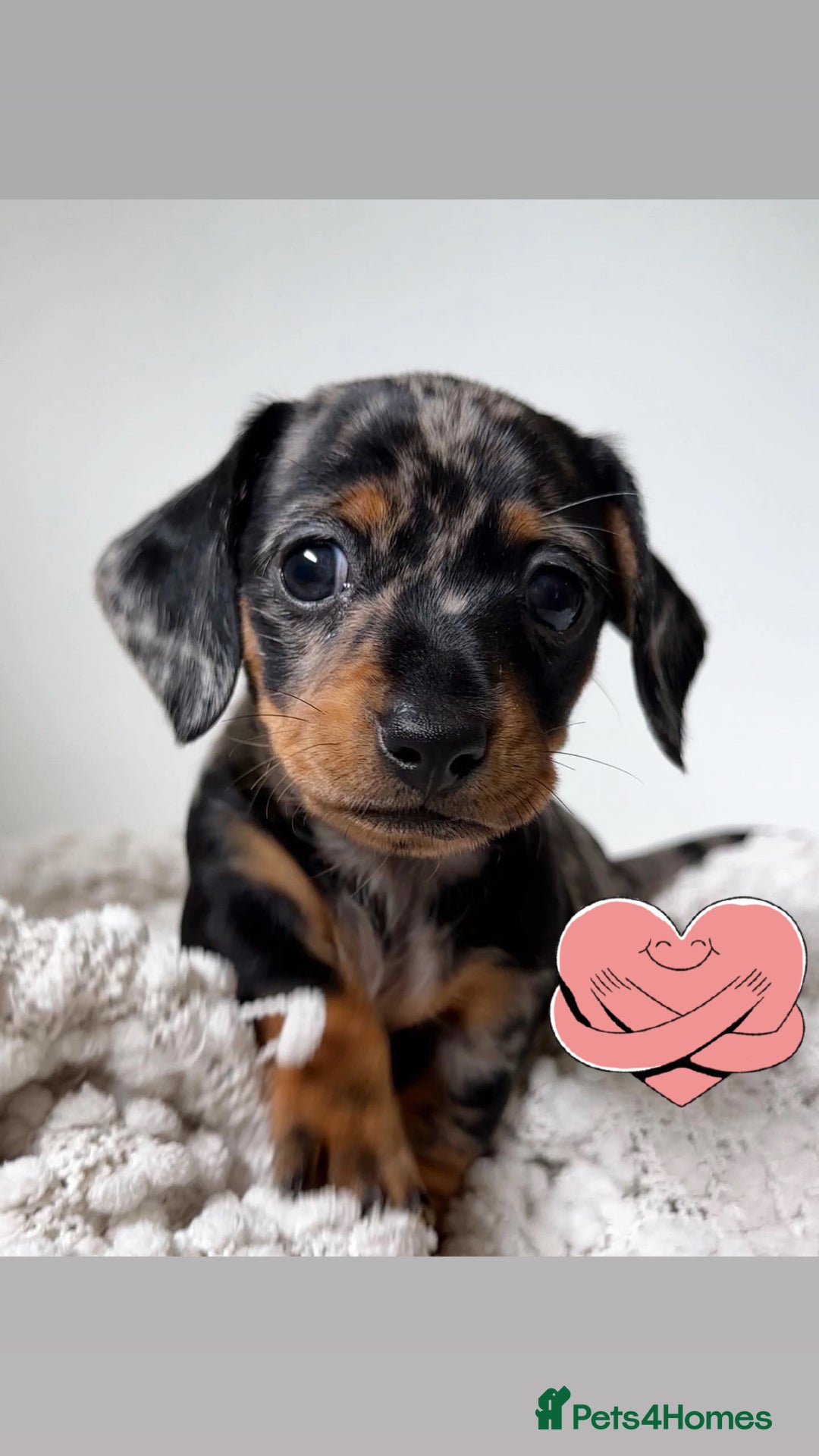 Miniature Dachshund dogs for sale: gorgeous dachshund puppy(1girl left)🐶🐾  - Advert 2