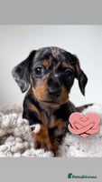Miniature Dachshund dogs gorgeous dachshund puppy(1girl left)🐶🐾 - Advert 3