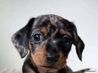 Miniature Dachshund dogs gorgeous dachshund puppy(1girl left)🐶🐾 - Advert 3