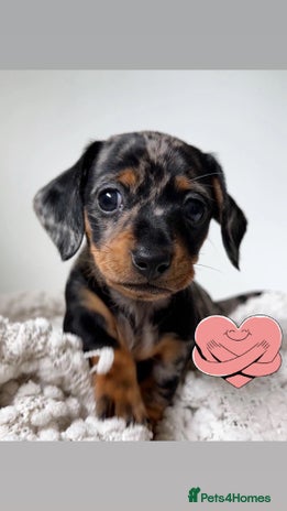 Miniature Dachshund dogs gorgeous dachshund puppy(1girl left)🐶🐾 - Advert 1