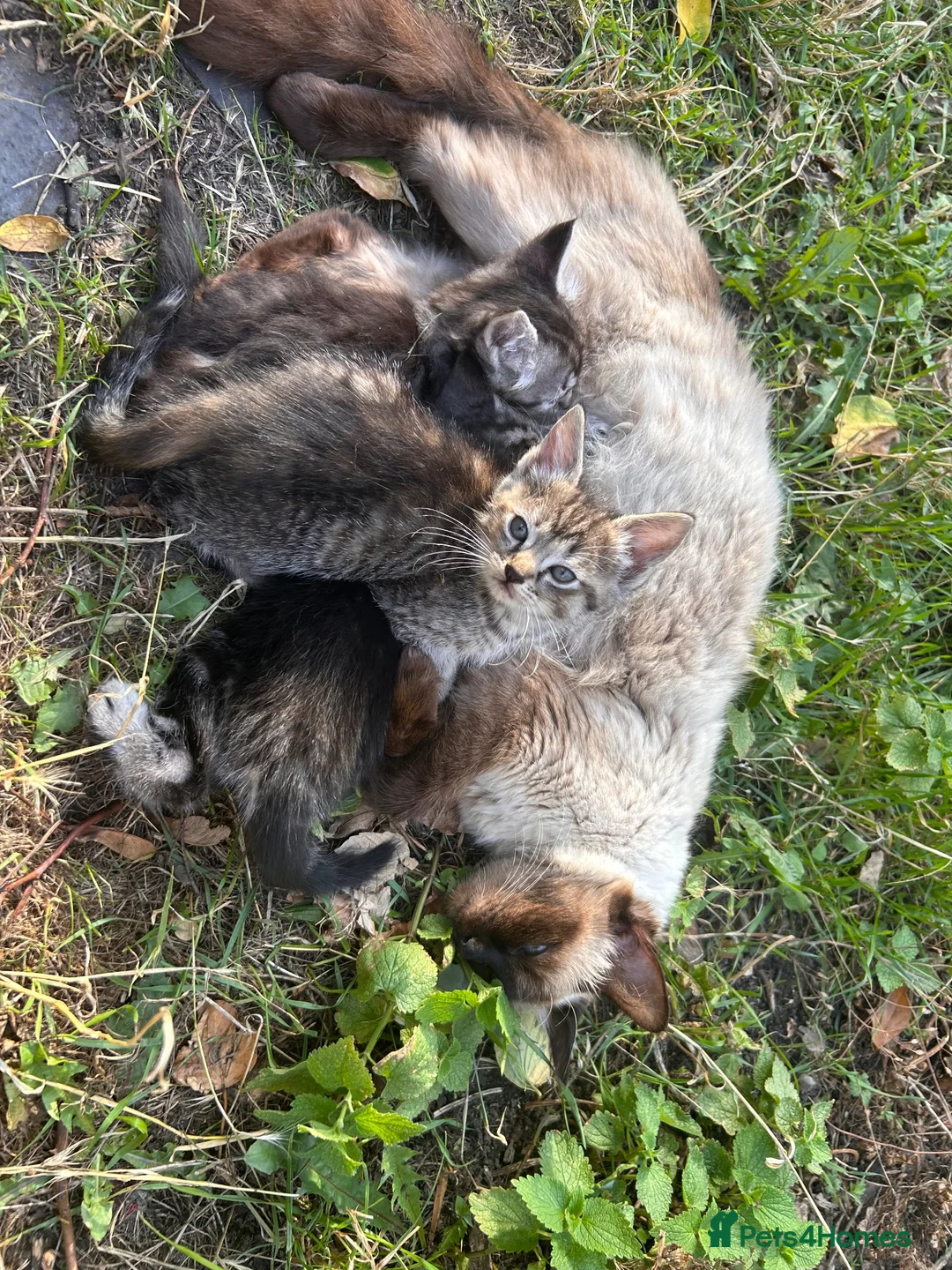 Ragdoll cats for sale: Ragdoll  cross kitten (all available)😻 - Advert 4