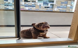 English Bulldog dogs for sale: GHOST - English bulldog  - Image 6