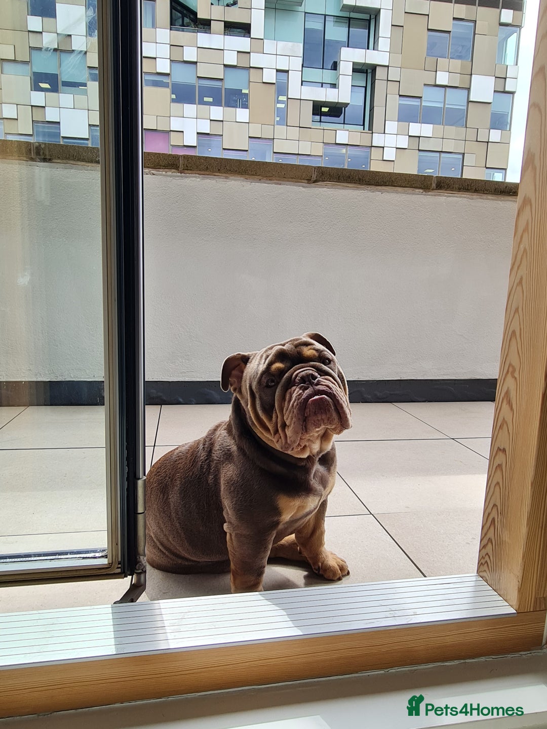 English Bulldog dogs for sale: GHOST - English bulldog  - Image 6