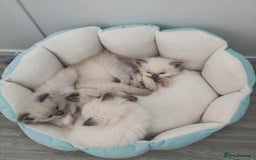 Ragdoll cats for sale: Championship 5 Generation Pedigree GCCF Ragdolls - Image 7