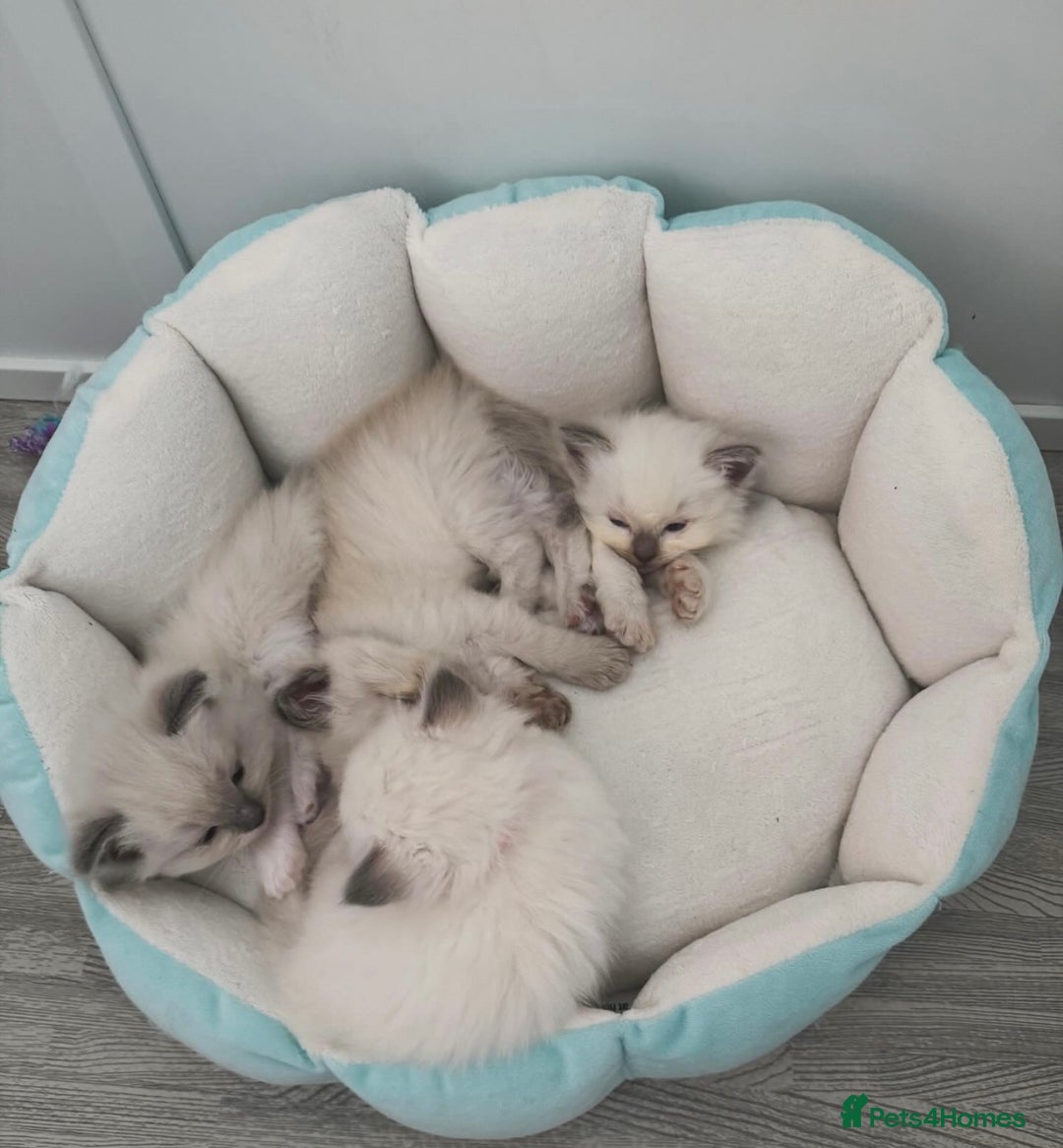 Ragdoll cats for sale: Championship 5 Generation Pedigree GCCF Ragdolls - Image 7