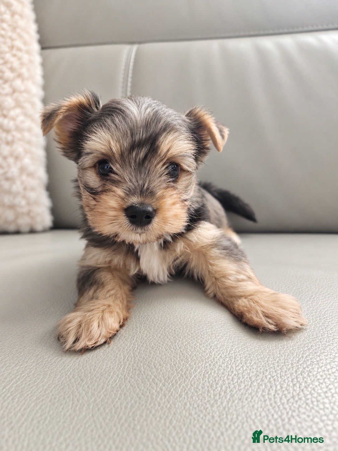 Yorkshire Terrier dogs Yorkshire terrier Merle ready to go  - Advert 1