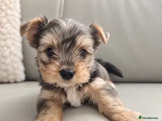 Yorkshire Terrier dogs Yorkshire terrier Merle ready to go - Advert 1