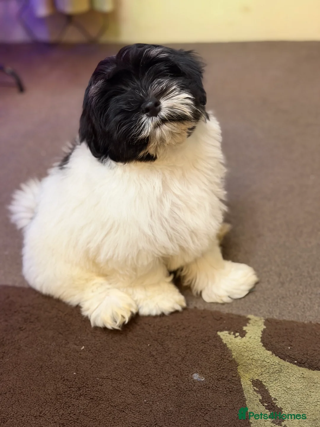 Havanese dogs for sale: ***Beautiful Havanese Puppies *** - Advert 10
