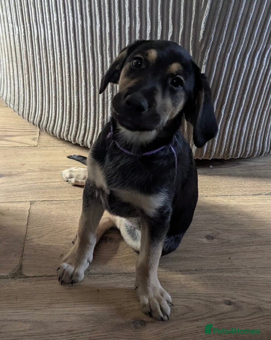 Goldador dogs for sale: Stunning Black Lab/Golden Retriever Puppies - Advert 32