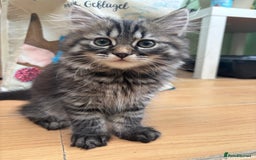 Siberian cats for sale: Beautiful Siberian kittens  - Image 8