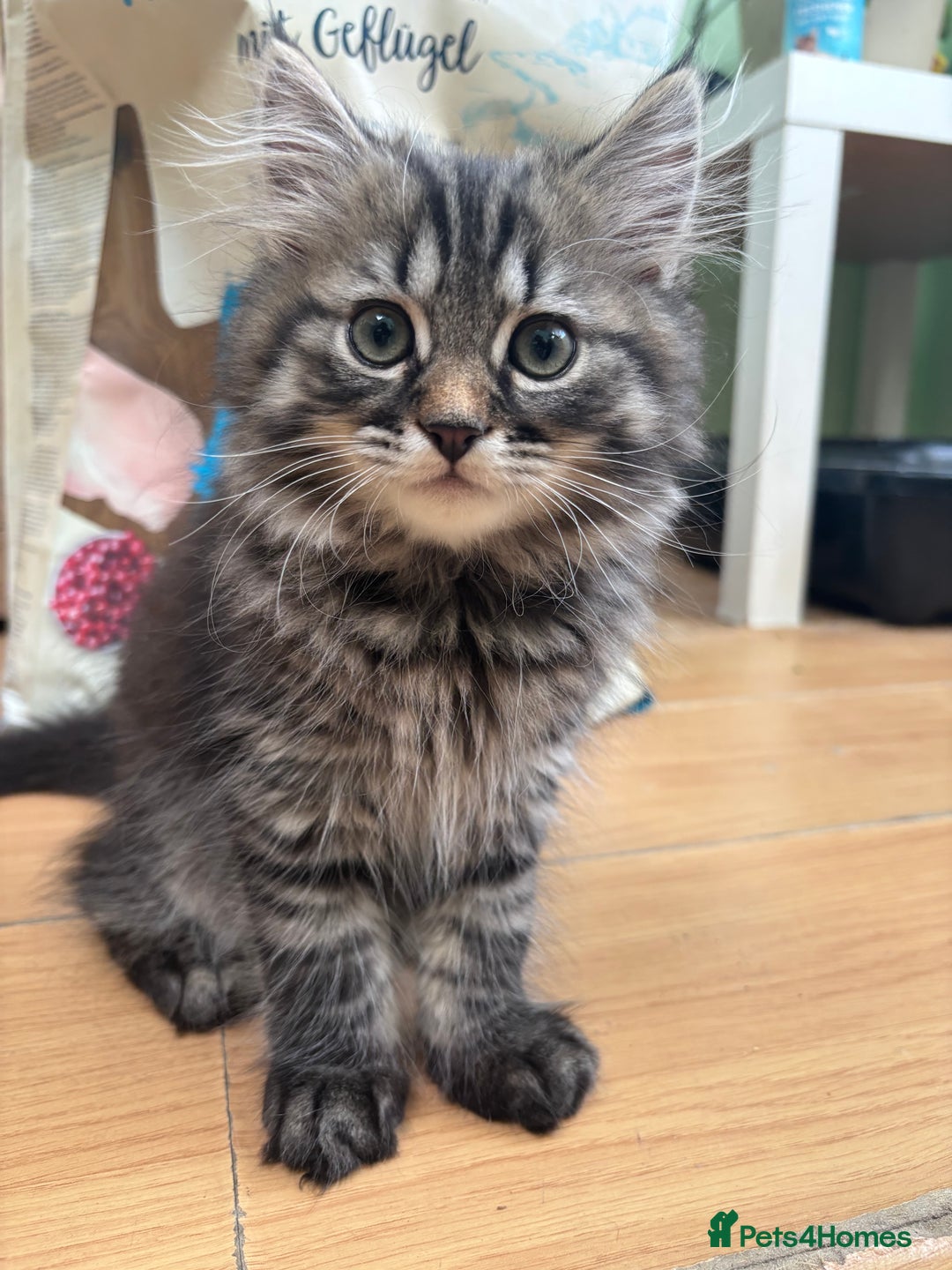 Siberian cats for sale: Beautiful Siberian kittens  - Image 8