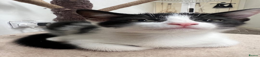 Masked tuxedo