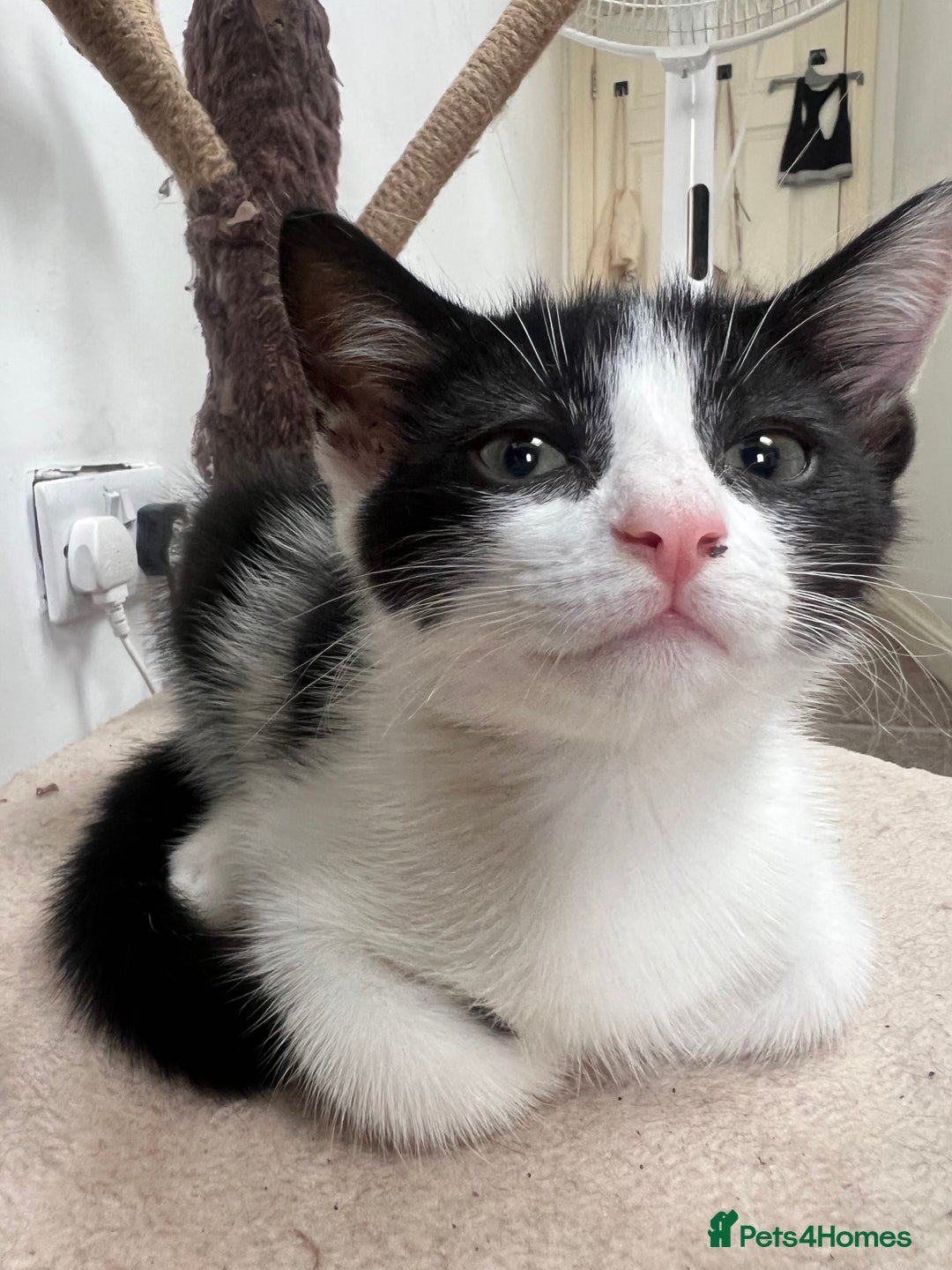 British Shorthair cats for sale: Fluffy 9-Week-Old Kittens – 1 Girl & 3 Boys Ready - Image 4