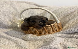 Jackapoo dogs for sale: Beautiful jackapoo’s  - Image 10