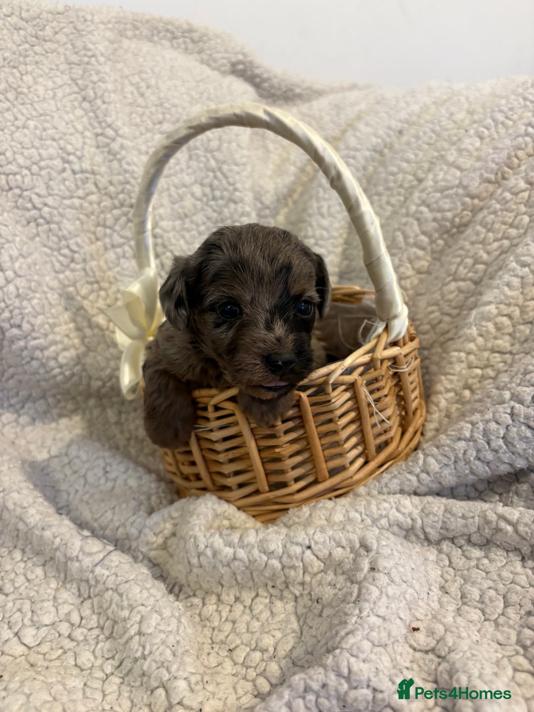 Jackapoo dogs for sale: Beautiful jackapoo’s  - Image 10