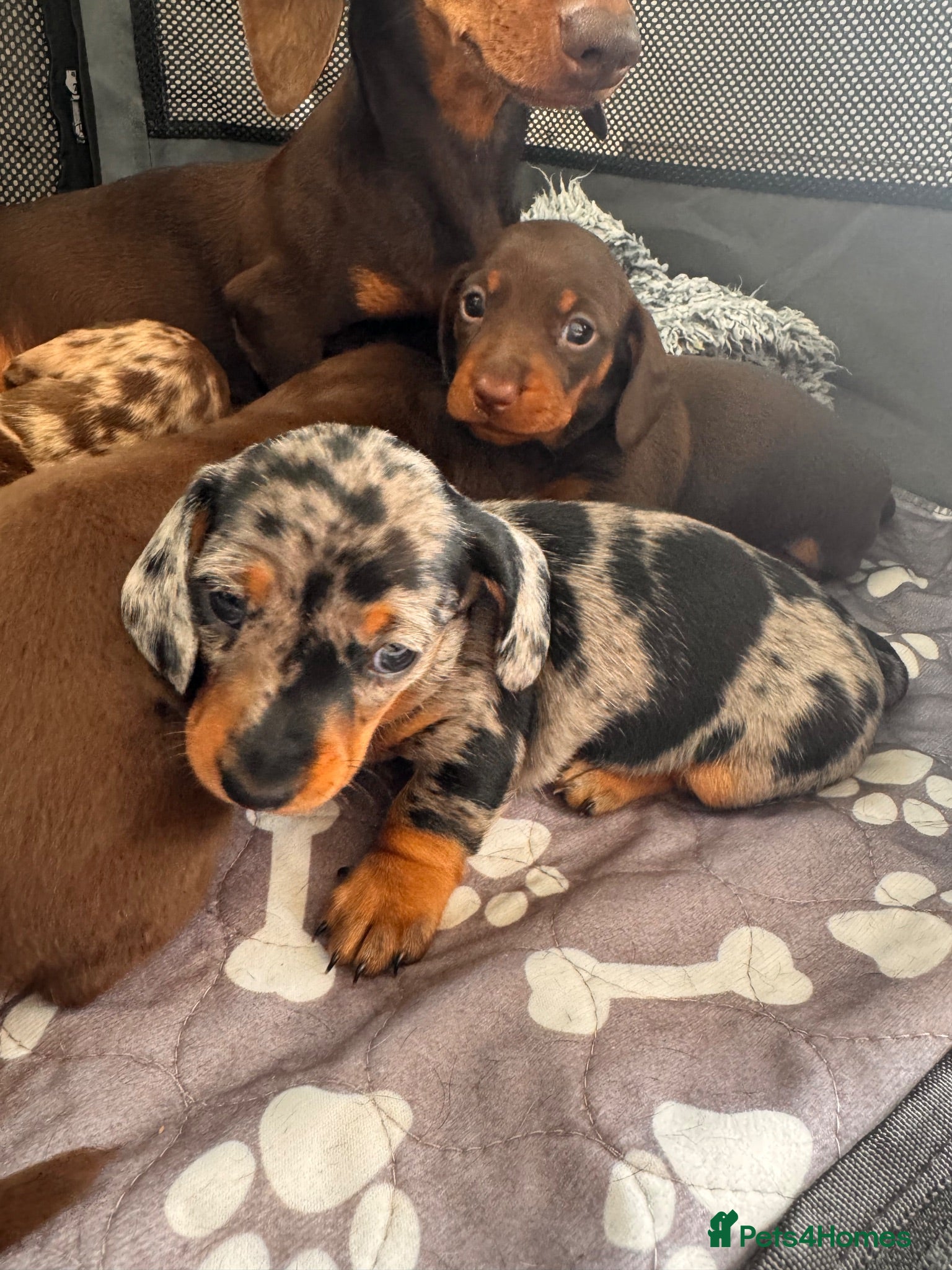 Miniature Dachshund dogs Miniature Dachshund Puppies 3 Girls & 1 Boy 🐾 - Advert 1