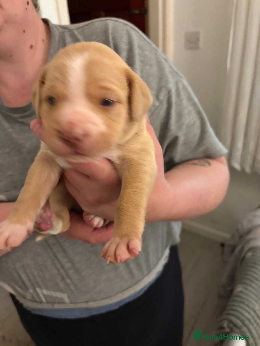 Mixed Breed dogs for sale: Staffie puppy’s  - Advert 4
