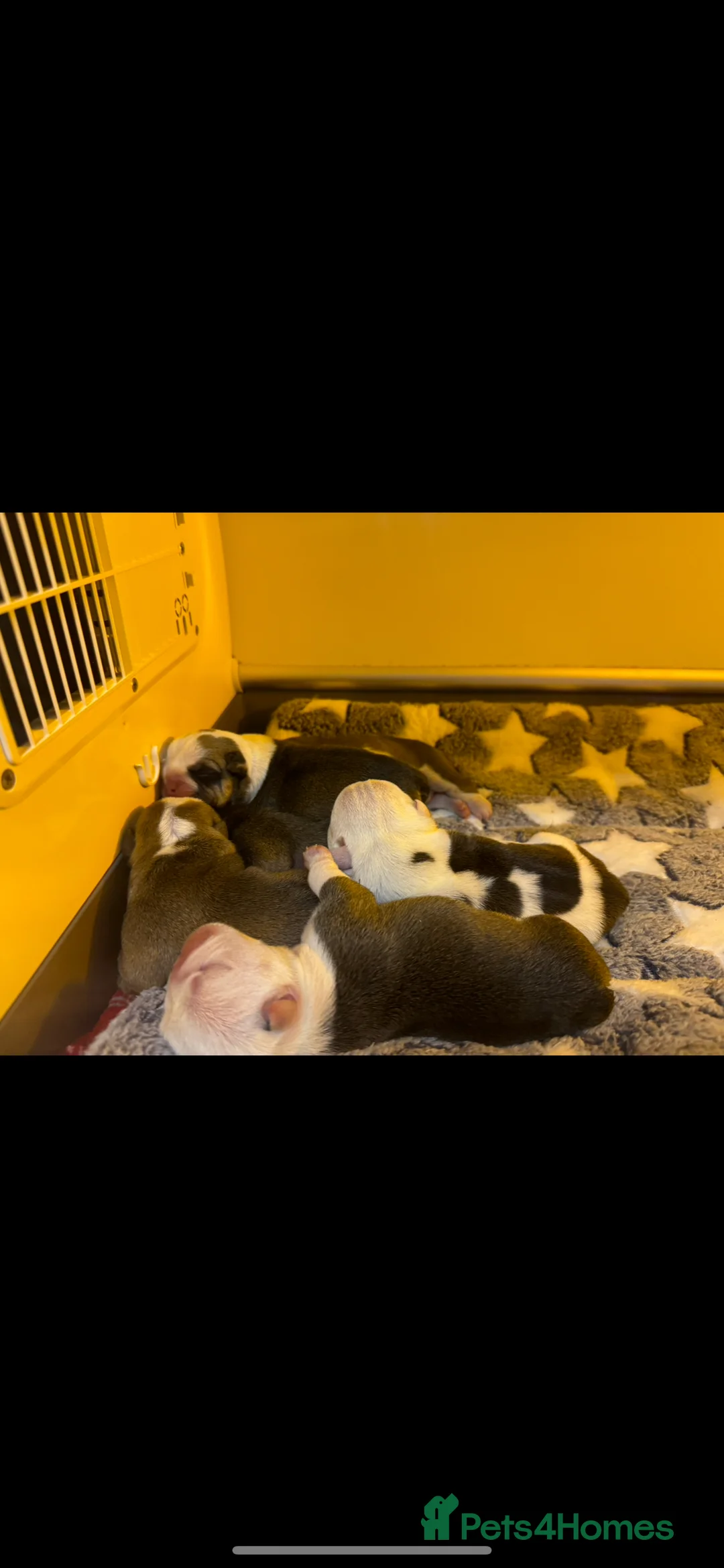 English Bulldog dogs for stud: Britishpride stud  in Manchester - Advert 18