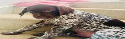 German Shorthaired Pointer dogs for sale: KC GSP boys ready for their forever homes ❤️ - Advert 4
