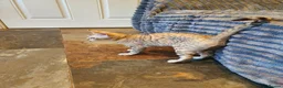Bengal cats for sale: 🐆💕Very Beautiful Tica Registered Bengal Kittens. - Advert 27