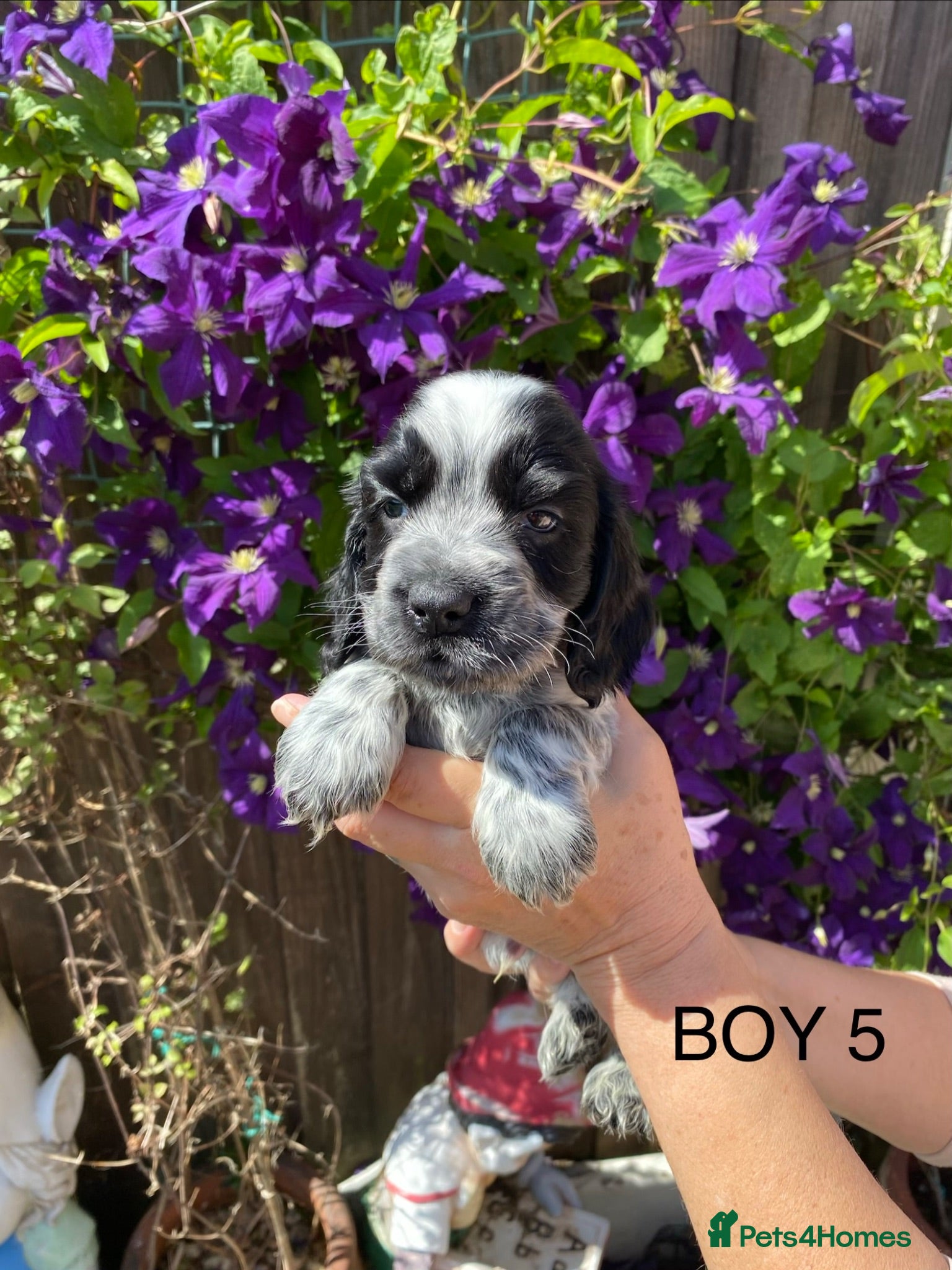 Cocker Spaniel dogs Cocker spaniel puppies  - Advert 1