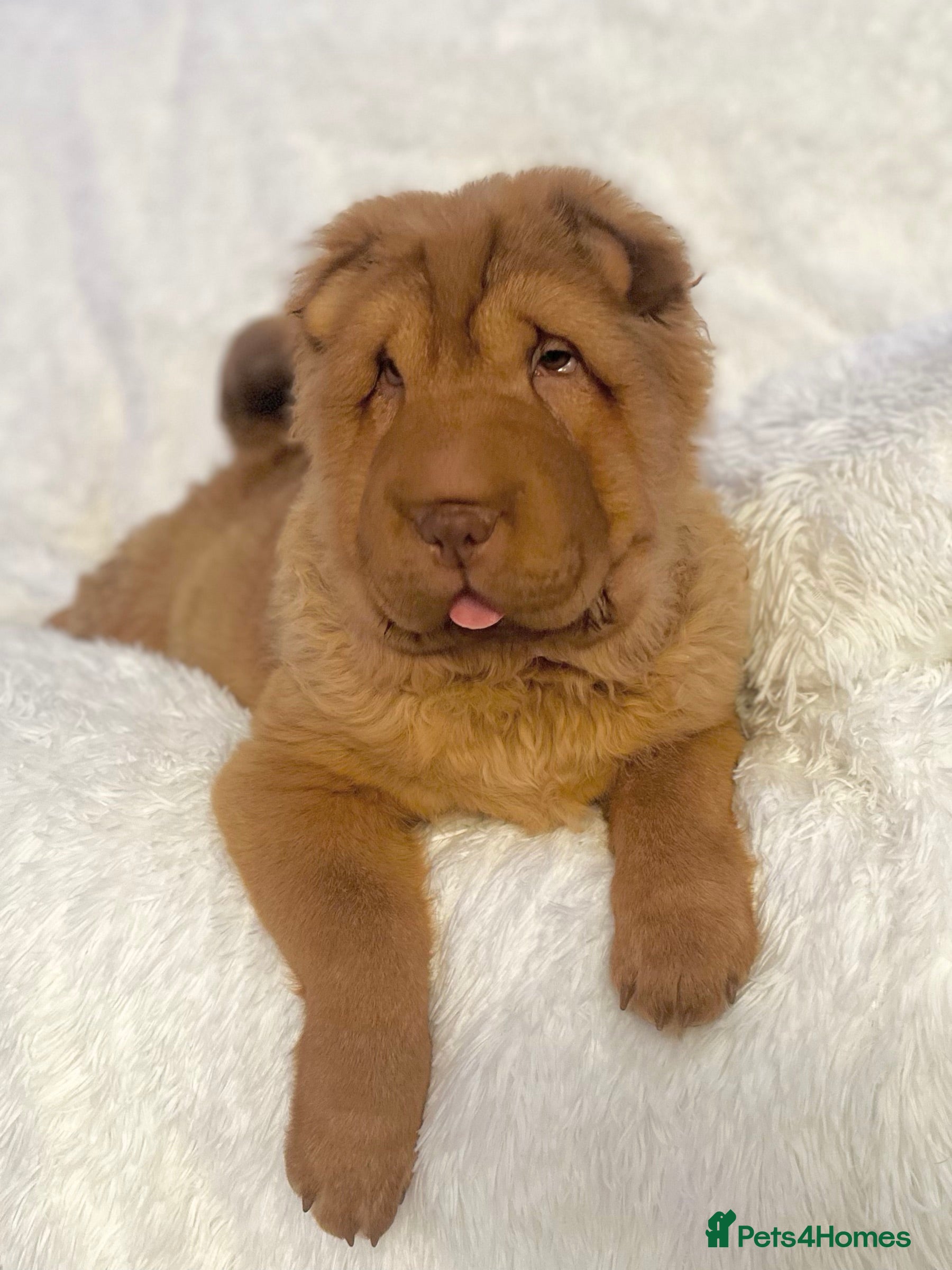 Shar Pei dogs ⭐️ Show Quality BEAR COAT Shar Pei GIRL ⭐️ - Advert 16