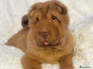 Shar Pei dogs ⭐️ Show Quality BEAR COAT Shar Pei GIRL ⭐️ - Advert 16