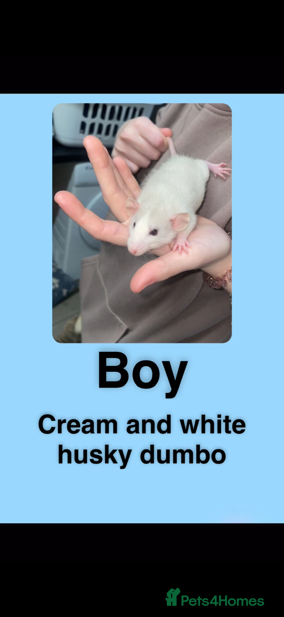 Rat rodents Beautiful baby rats looking for forever homes! - Advert 3