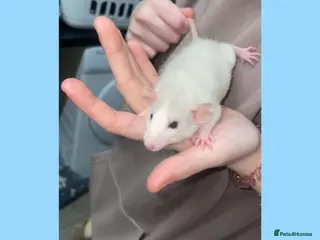 Rat rodents Beautiful baby rats looking for forever homes! - Advert 3