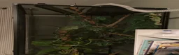 Chameleon reptiles for sale: Very friendly Yemen chameleon full setup - Advert 3
