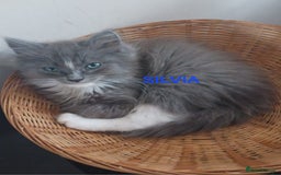 Ragdoll cats for sale: CUTE BLUE MITTED RAGDOLL KITTENS  - Image 5