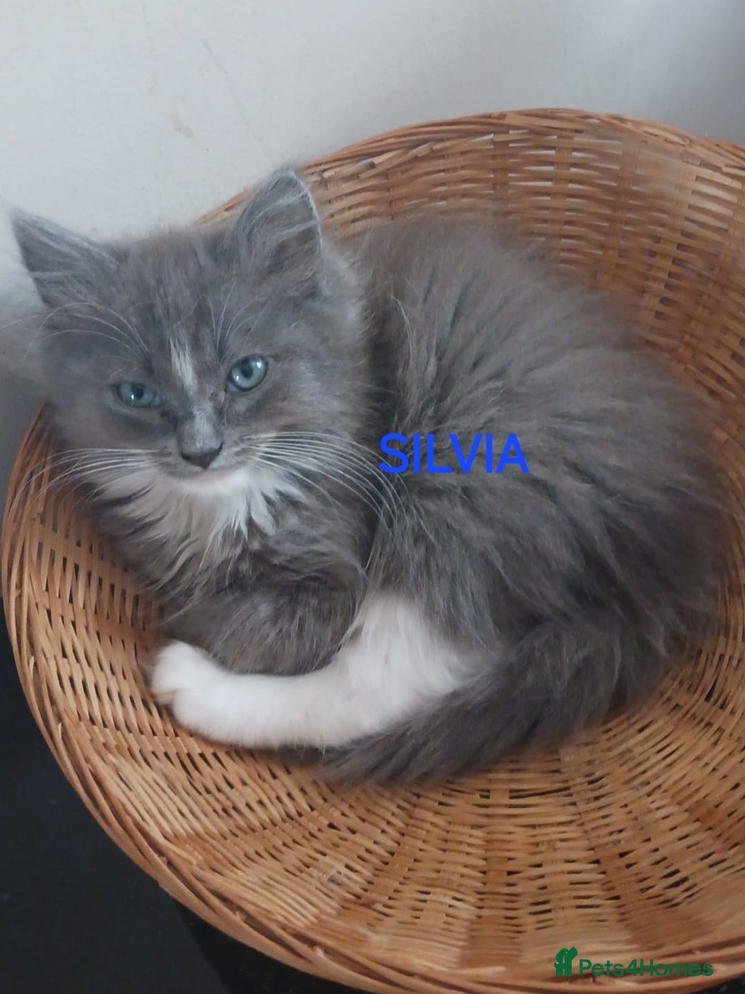 Ragdoll cats for sale: CUTE BLUE MITTED RAGDOLL KITTENS  - Image 5