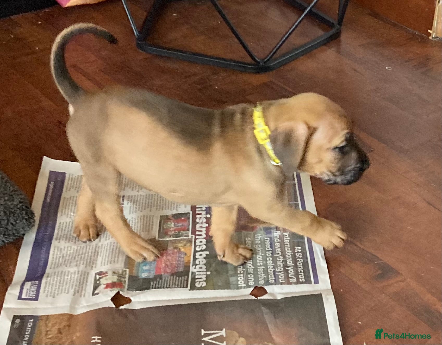 Mixed Breed dogs Mastiff x Staffy Puppies  - Advert 2