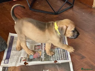 Mixed Breed dogs Mastiff x Staffy Puppies - Advert 1