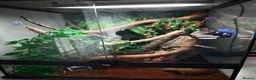 Gecko reptiles for sale: Male 1 year old crested gecko  - Advert 5