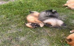 Pomeranian dogs for sale: 5 BEAUTIFUL TEDDY TYPE FOXY POMERANIANS - Image 32