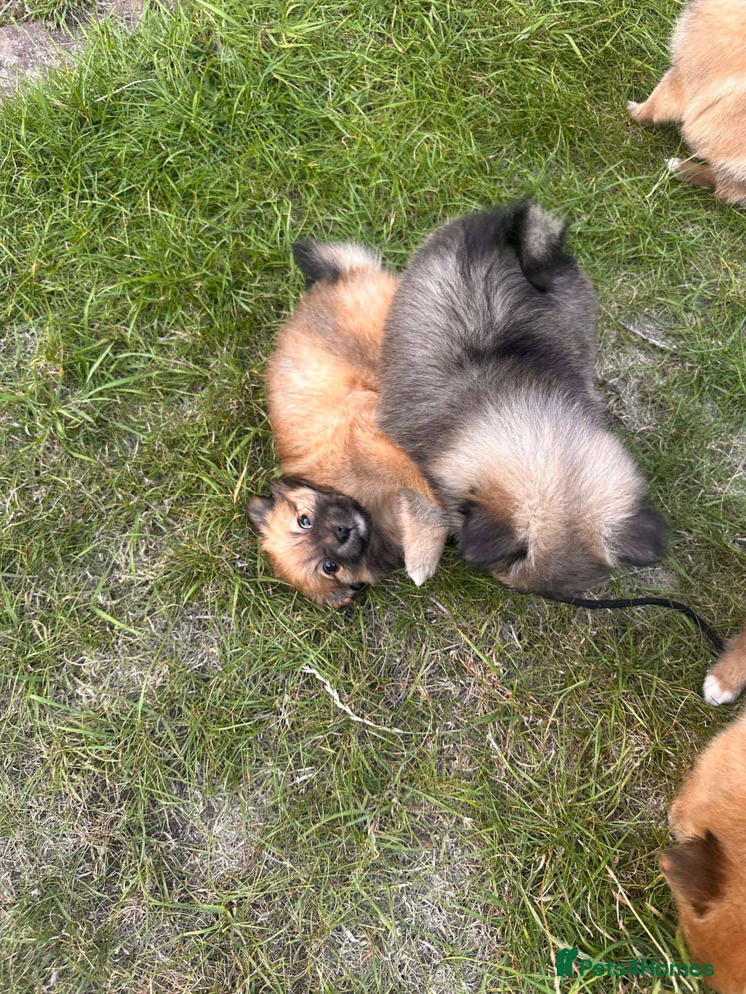 Pomeranian dogs for sale: 5 BEAUTIFUL TEDDY TYPE FOXY POMERANIANS - Image 32